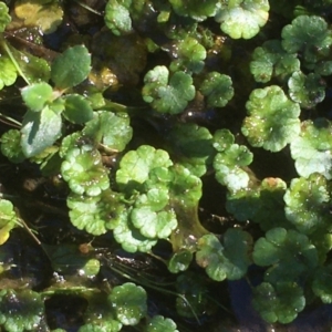 Hydrocotyle sibthorpioides at Tennent, ACT - 9 May 2021