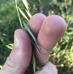 Avena (genus) (Wild Oats) at Garran, ACT - 1 May 2021 by Tapirlord