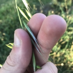 Avena sp. (Wild Oats) at Garran, ACT - 1 May 2021 by Tapirlord