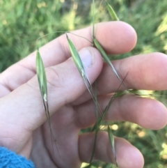 Avena sp. at Garran, ACT - 1 May 2021