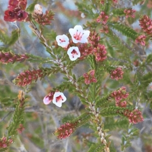 Micromyrtus ciliata at Tennent, ACT - 9 May 2021