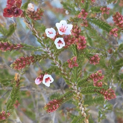 Micromyrtus ciliata (Fringed Heath-myrtle) at Tennent, ACT - 8 May 2021 by JaneR