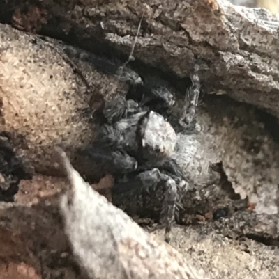 Servaea sp. (genus) (Unidentified Servaea jumping spider) at Hughes Garran Woodland - 1 May 2021 by Tapirlord