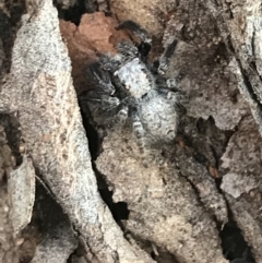 Servaea sp. (genus) at Garran, ACT - 1 May 2021 04:27 PM