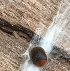 Scymnodes sp. (genus) (Unidentified Scymnodes ladybird) at Hughes Garran Woodland - 1 May 2021 by Tapirlord