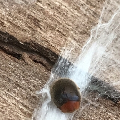 Scymnodes sp. (genus) (Unidentified Scymnodes ladybird) at Red Hill to Yarralumla Creek - 1 May 2021 by Tapirlord