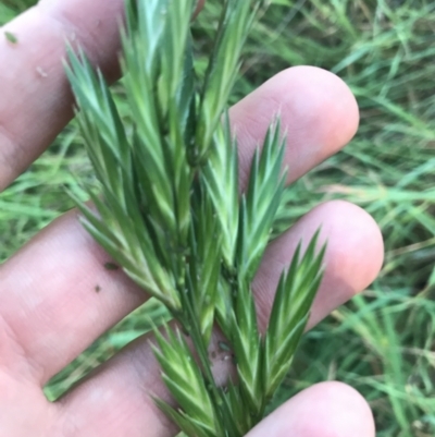 Bromus catharticus (Prairie Grass) at Hughes Garran Woodland - 1 May 2021 by Tapirlord