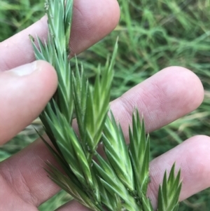 Bromus catharticus at Garran, ACT - 1 May 2021