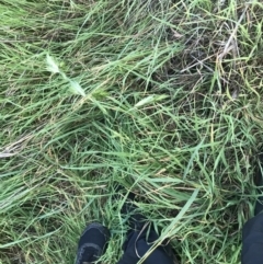 Bromus catharticus at Garran, ACT - 1 May 2021 04:33 PM