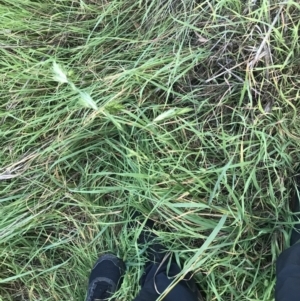 Bromus catharticus at Garran, ACT - 1 May 2021