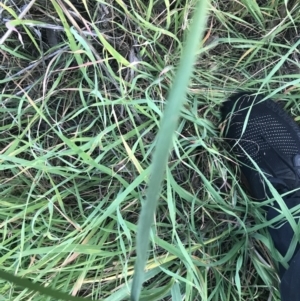 Bromus catharticus at Garran, ACT - 1 May 2021 04:33 PM