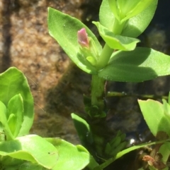 Gratiola peruviana (Australian Brooklime) at Tennent, ACT - 9 May 2021 by JaneR