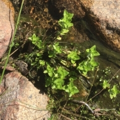 Gratiola peruviana at Tennent, ACT - 9 May 2021