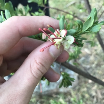 Grevillea iaspicula (Wee Jasper Grevillea) at Red Hill to Yarralumla Creek - 1 May 2021 by Tapirlord