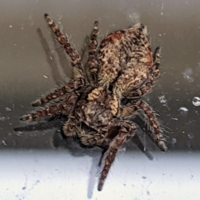 Servaea sp. (genus) (Unidentified Servaea jumping spider) at Kambah, ACT - 10 May 2021 by HelenCross