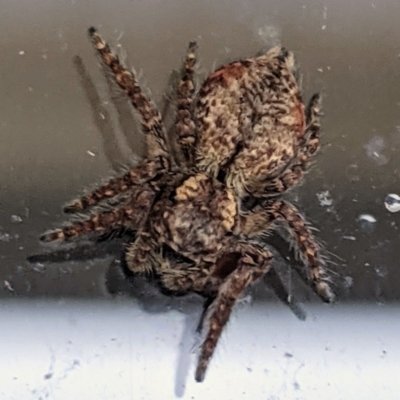 Servaea sp. (genus) (Unidentified Servaea jumping spider) at Kambah, ACT - 9 May 2021 by HelenCross