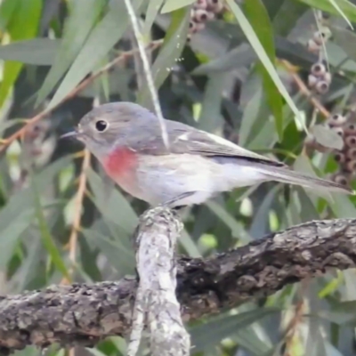 Petroica rosea (Rose Robin) at ANBG - 7 May 2021 by HelenCross