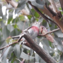 Petroica rosea at Acton, ACT - 7 May 2021