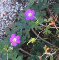 Geranium solanderi var. solanderi (Native Geranium) at Namadgi National Park - 9 May 2021 by JaneR