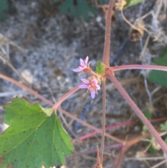 Pelargonium inodorum (Kopata) at Tennent, ACT - 9 May 2021 by JaneR