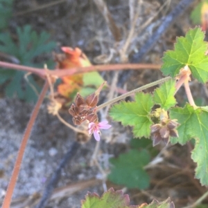 Pelargonium inodorum at Tennent, ACT - 9 May 2021 11:55 AM