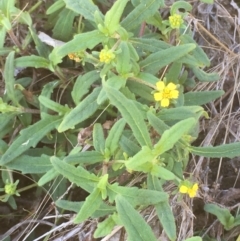 Sigesbeckia australiensis (Cobber Weed) at Tennent, ACT - 9 May 2021 by JaneR