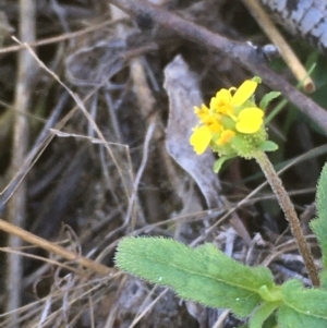 Sigesbeckia australiensis at Tennent, ACT - 9 May 2021