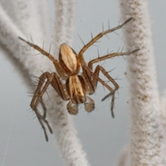 Oxyopes sp. (genus) (Lynx spider) at Page, ACT - 7 May 2021 by DonT