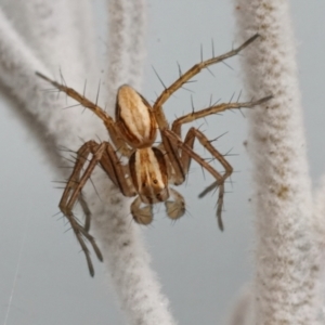 Oxyopes sp. (genus) at Page, ACT - 7 May 2021