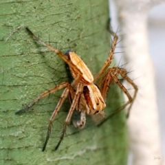 Oxyopes sp. (genus) at Page, ACT - 7 May 2021 03:27 PM