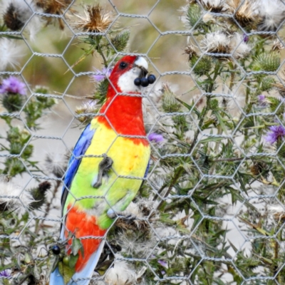 Platycercus eximius (Eastern Rosella) at Lions Youth Haven - Westwood Farm A.C.T. - 9 May 2021 by HelenCross