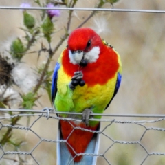 Platycercus eximius at Kambah, ACT - 9 May 2021