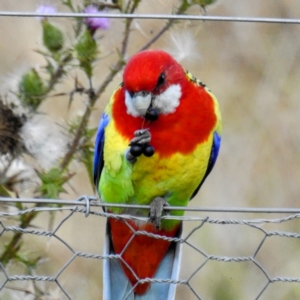 Platycercus eximius at Kambah, ACT - 9 May 2021