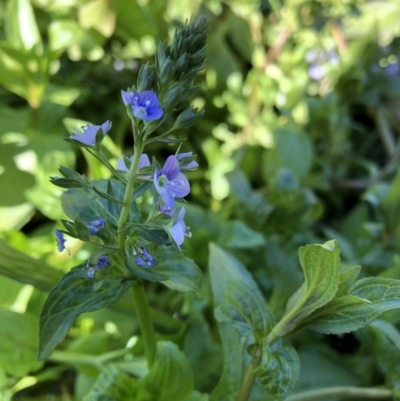 Veronica anagallis-aquatica (Blue Water Speedwell) at Campbell, ACT - 3 May 2021 by mcleana