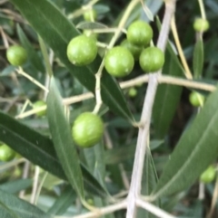 Olea europaea subsp. cuspidata (African Olive) at Red Hill to Yarralumla Creek - 1 May 2021 by Tapirlord