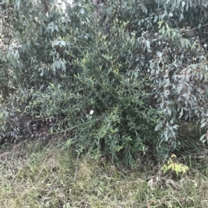Olea europaea subsp. cuspidata at Garran, ACT - 1 May 2021