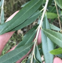 Olea europaea subsp. cuspidata at Garran, ACT - 1 May 2021