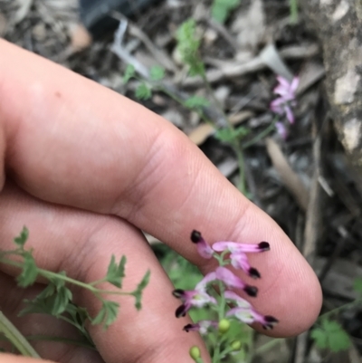 Fumaria muralis subsp. muralis (Wall Fumitory) at Red Hill to Yarralumla Creek - 1 May 2021 by Tapirlord