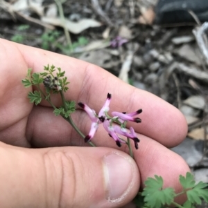 Fumaria muralis subsp. muralis at Hughes, ACT - 1 May 2021