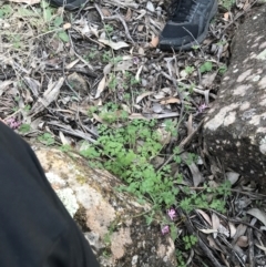 Fumaria muralis subsp. muralis at Hughes, ACT - 1 May 2021