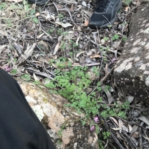 Fumaria muralis subsp. muralis at Hughes, ACT - 1 May 2021