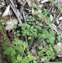 Fumaria muralis subsp. muralis at Hughes, ACT - 1 May 2021