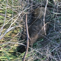 Trichosurus vulpecula (Common Brushtail Possum) at Hughes Garran Woodland - 1 May 2021 by Tapirlord