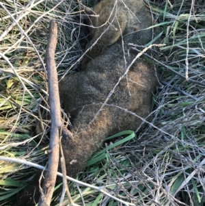 Trichosurus vulpecula at Hughes, ACT - 1 May 2021 04:56 PM