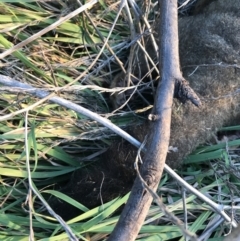 Trichosurus vulpecula at Hughes, ACT - 1 May 2021 04:56 PM