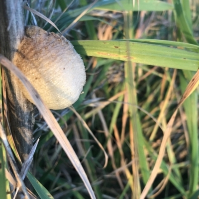 Mantidae (family) (Egg case of praying mantis) at Hughes Garran Woodland - 1 May 2021 by Tapirlord