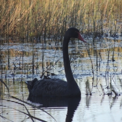 Cygnus atratus (Black Swan) at Isabella Pond - 4 Mar 2021 by michaelb