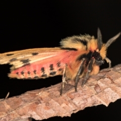 Ardices curvata (Crimson Tiger Moth) at Melba, ACT - 24 Dec 2020 by Bron