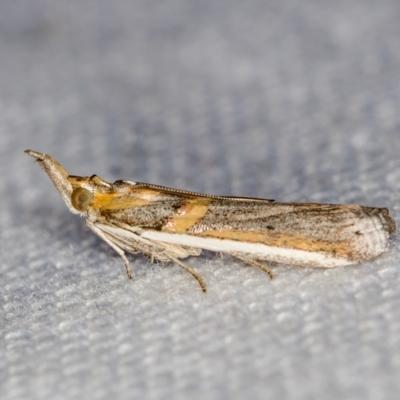 Etiella behrii (Lucerne Seed Web Moth) at Melba, ACT - 25 Dec 2020 by Bron