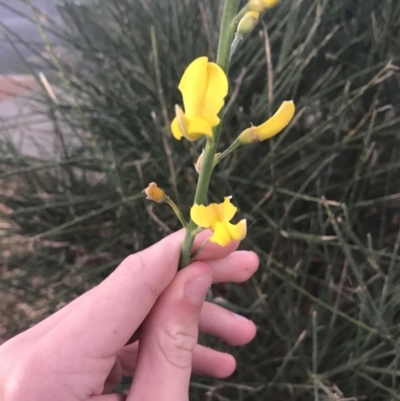 Spartium junceum (Spanish Broom ) at Curtin, ACT - 2 May 2021 by Tapirlord